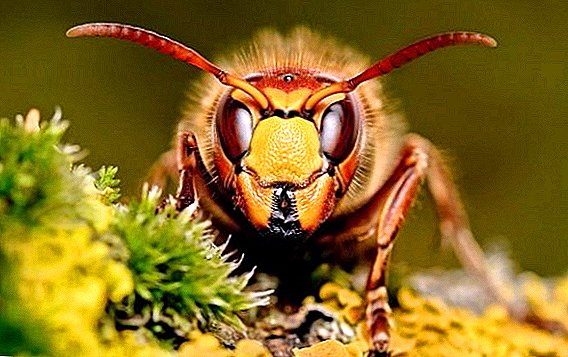 כיצד להסיר את hornets מן dacha או מכוורת