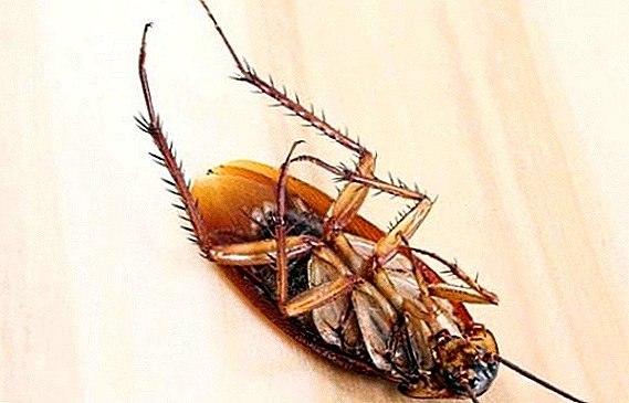 Ako priniesť šváby v byte