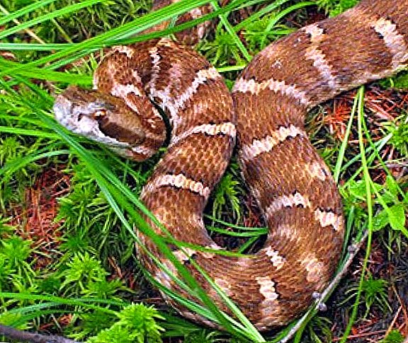 How to get a snake from the dacha