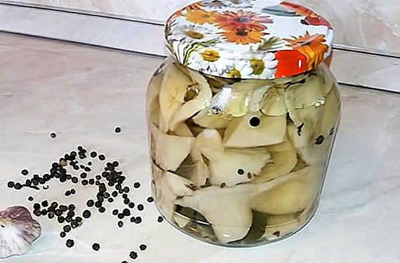 How to marinate and what useful milk mushrooms