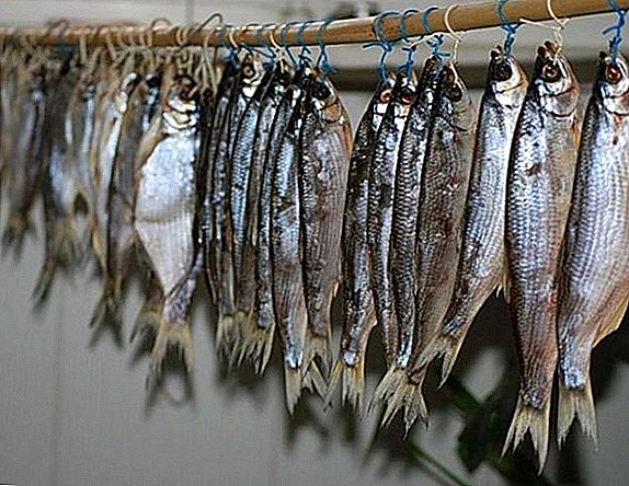 Hogyan szárítsuk a halakat, a színpadokat, a szárítás receptjét otthon