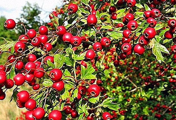 How to prepare hawthorn for the winter: recipes