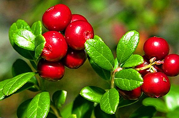 How to prepare lingonberries for the winter