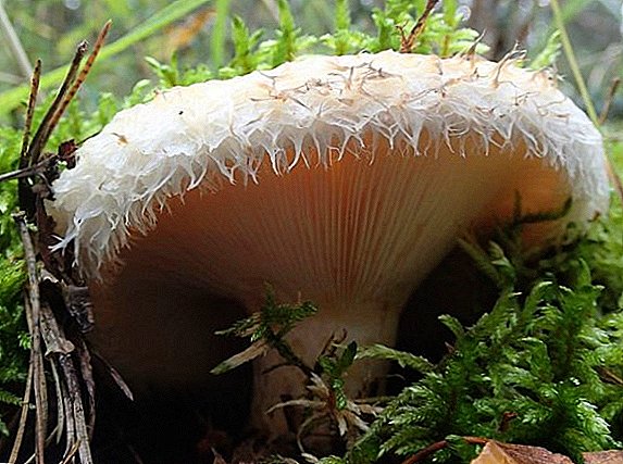 How to harvest milk mushrooms for the winter: drying, salting, freezing