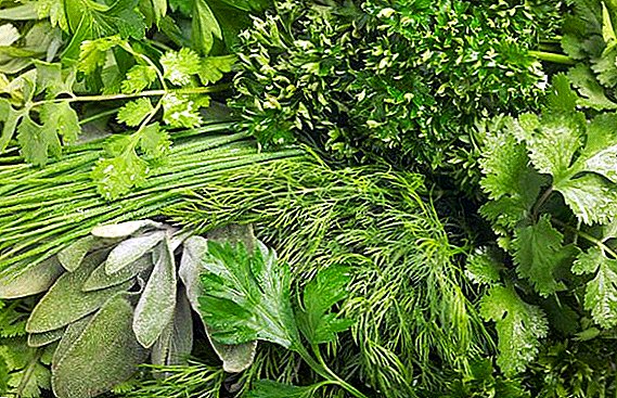 How to harvest and store spicy herbs in winter