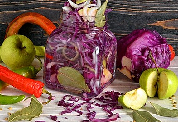 How to harvest and preserve red cabbage