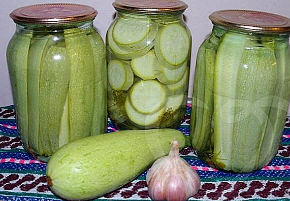 How to prepare zucchini for the winter