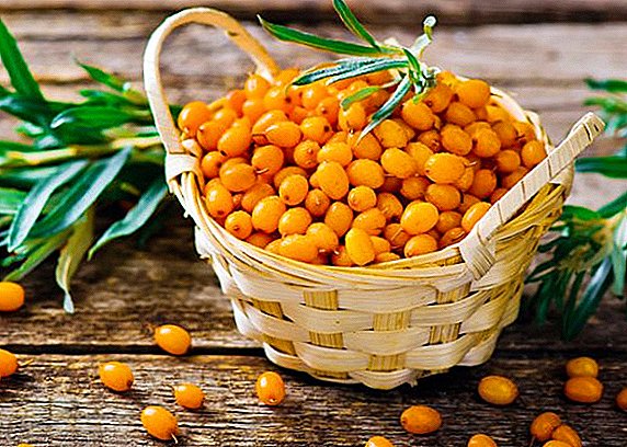 How to prepare sea buckthorn for the winter: a selection of the best recipes