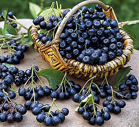 Wie bereitet man sich für den Winter mit schwarzen Früchten (Aronium) vor?