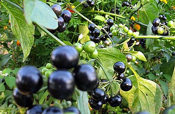 How to prepare sunberry for the winter: drying, freezing, jam