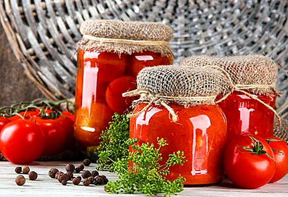 How to prepare tomatoes for the winter, we study ways