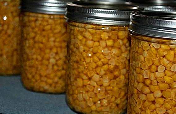 How to preserve corn at home