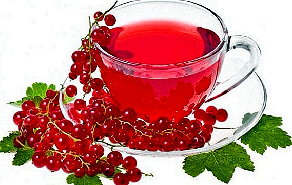 How to close the red currant compote for the winter