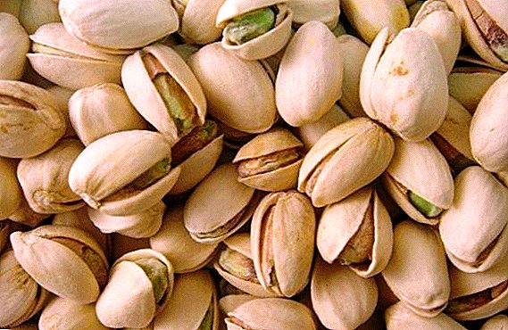 How snacks for beer will become profitable: Pistachios began to grow in Bessarabia