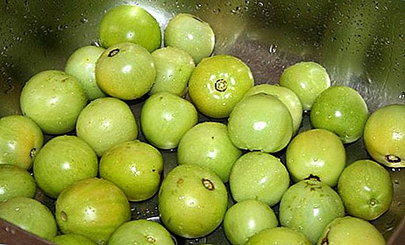 How to ferment green tomatoes in a barrel