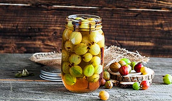 How to pickle gooseberries at home: step by step recipes with photos