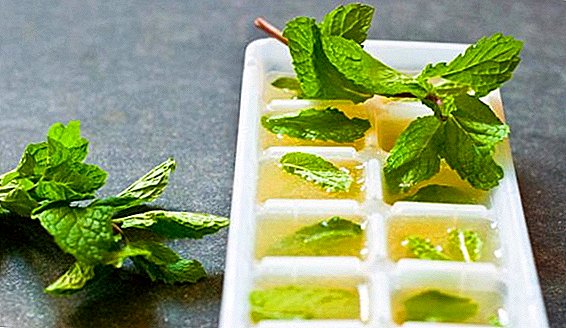 How to freeze mint for winter at home