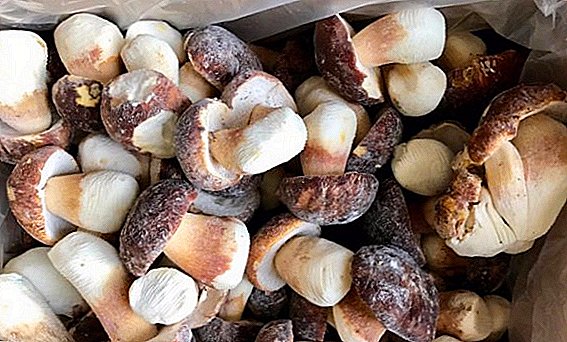 How to freeze for the winter white mushrooms: raw, boiled, fried