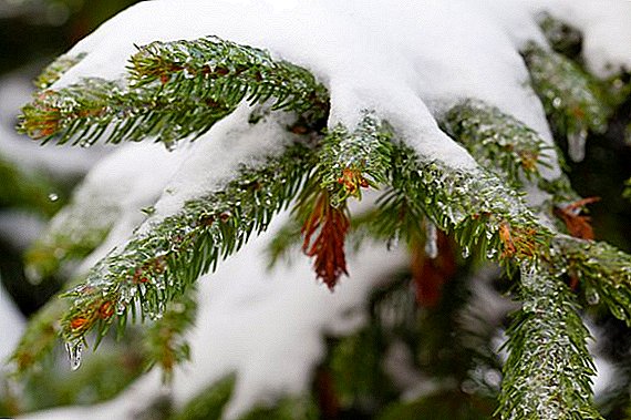 How to protect spruce from disease