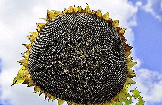 How to protect the sunflower from diseases
