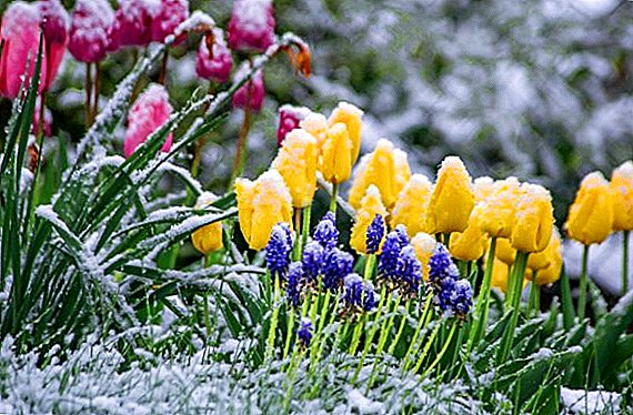 How to protect the garden and the garden from frost