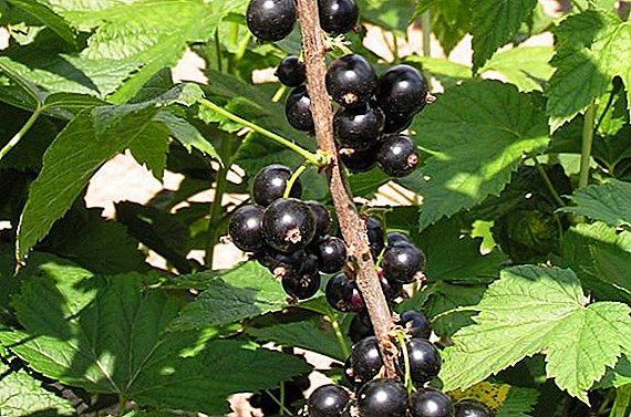How to protect currants from pests