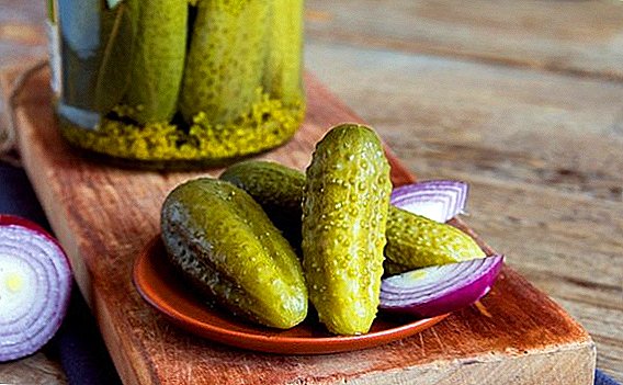 How to pickle crispy cucumbers in the pot for the winter (recipe without sterilization)