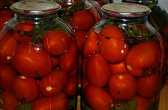 Wie man eingelegte Tomaten salzen kann, ist in Banken nützlich