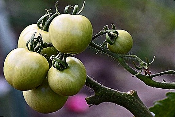 Kā sālīt zaļos tomātus ziemai aukstā veidā