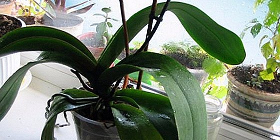 Cara membuat orkid berkembang