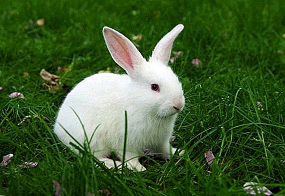 What urine should a rabbit have?