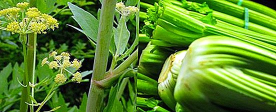 What is the difference between cemetery and celery how to distinguish plants