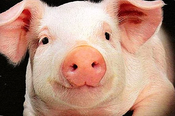 What temperature is considered normal in pigs?