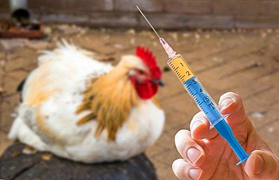 What antibiotics give chickens