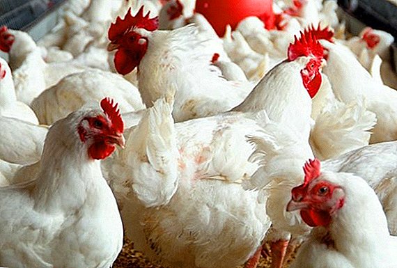What antibiotics can be given to broilers