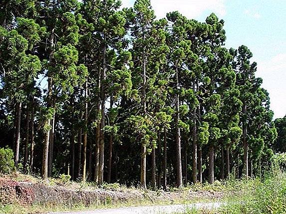 Ce sunt copacii de conifere și tufișuri, nume și fotografii