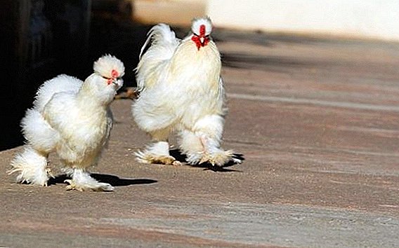 ما هي الدجاج مع الكفوف أشعث: تولد والوصف والصورة