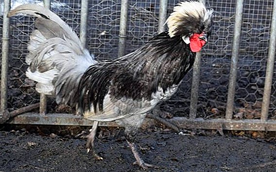 Hva er rasen av nederlandske kyllinger