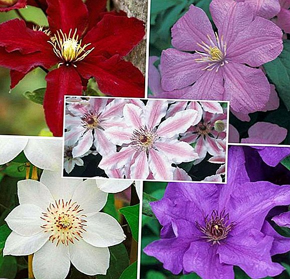 What are the varieties of clematis