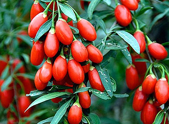 What are the varieties of goji berries