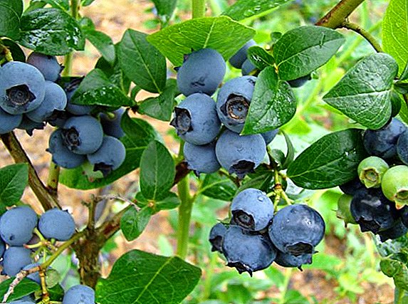 What are the pests of blueberry
