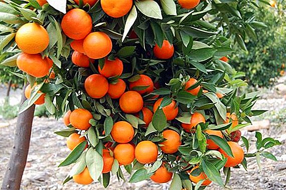 What are the pests of mandarins
