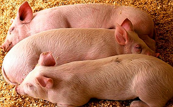 What diseases are in domestic pigs