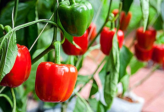 What diseases can peppers have and how to control them and pests?
