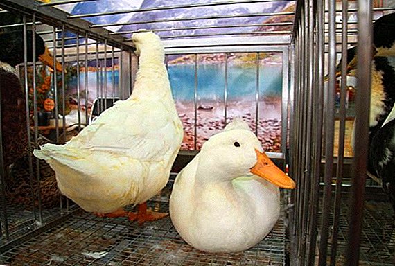 ¿Qué enfermedades son peligrosas para los patos?