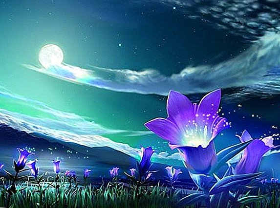 Welche Blumen blühen nachts
