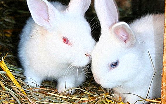 What supplements should be given to rabbits