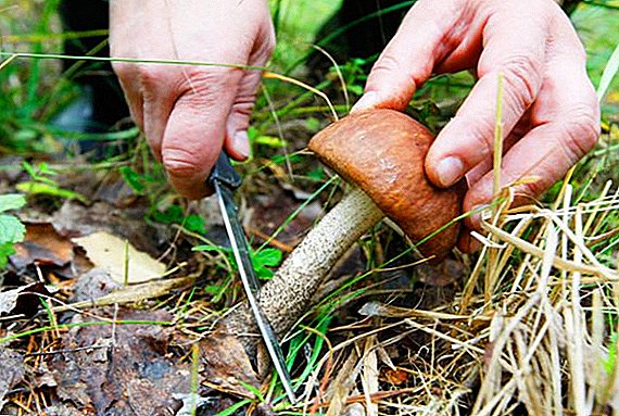 Welche Pilze wachsen in Baschkirien: Foto mit Namen