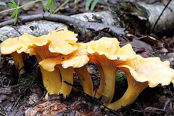 What mushrooms grow in the Krasnodar region