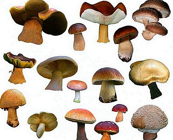 Jaké houby rostou v Primorsky Krai